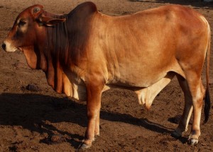 Sahiwali bull (desi) Dondah available in Lahore 2