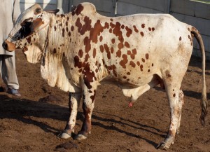 Australian & Sahiwal Cross Bull