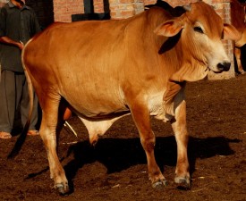 Desi Sahiwal Bull