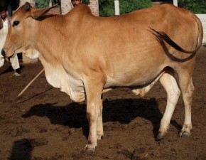 Desi & Sahiwal Cross Bull