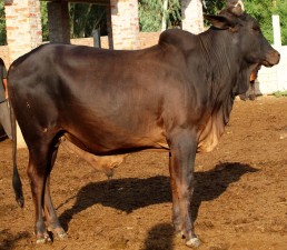 Sahil Lal & Black Cross Bull