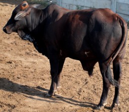 Sahiwal Lal Cross Desi Bull Lahore