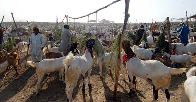 Qurbani ke janwar Online pasand karain aur janwar ghar bethay hasil karain