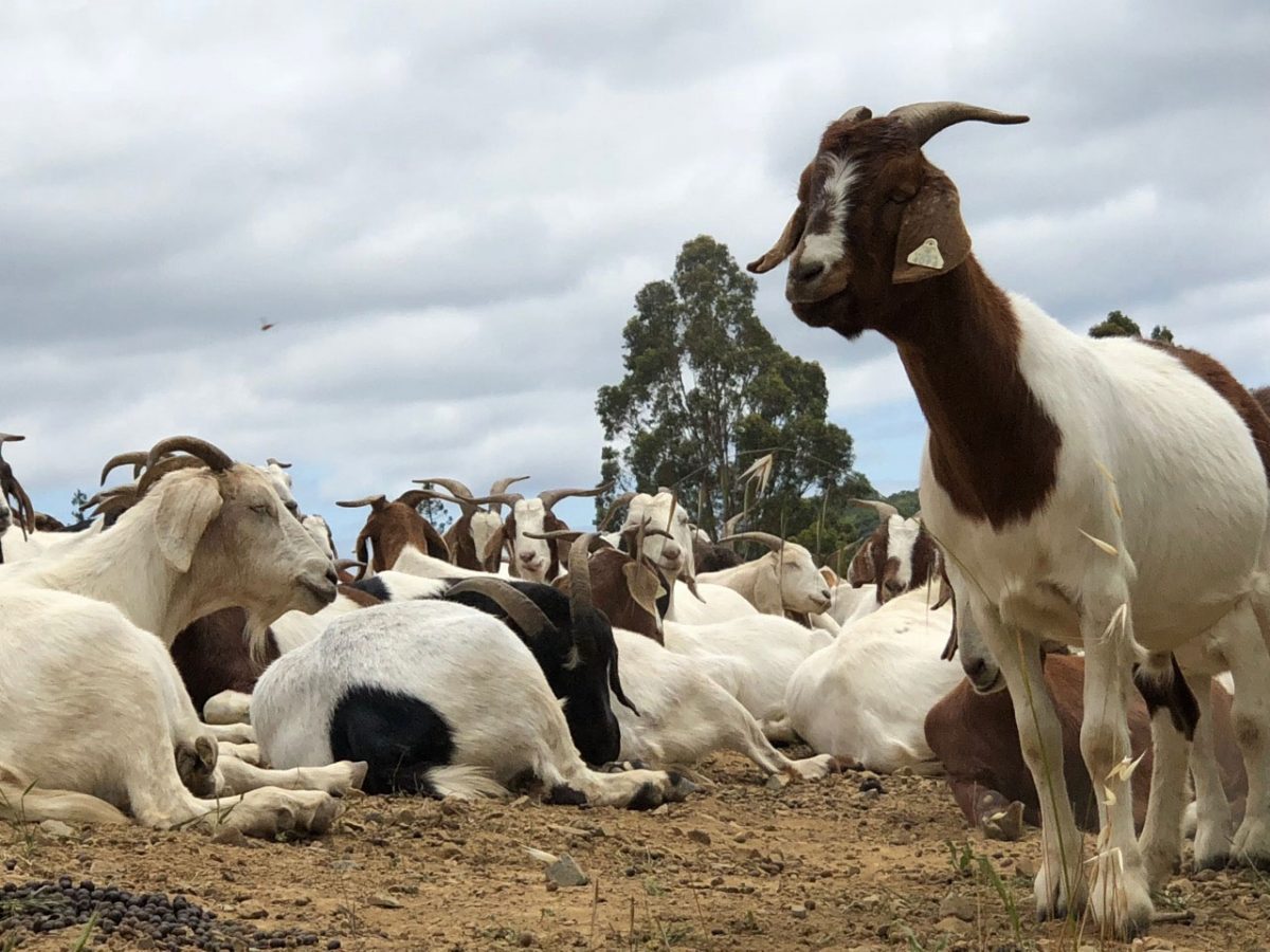 Buy Goat for Eid Ul Adha