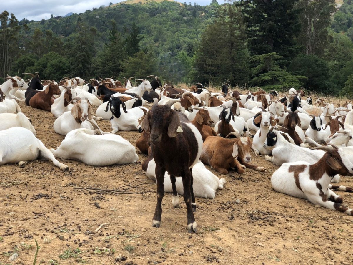 Online Qurbani Bakra 2019