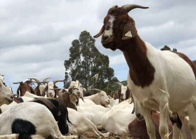 Buy-Goat-Online-for-qurbani